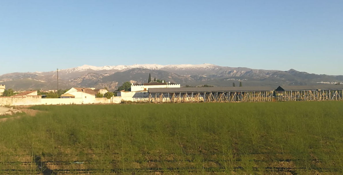 Secaderos de Tabaco en la Vega de Granada